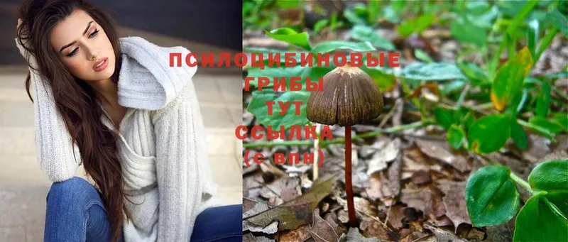 Псилоцибиновые грибы Psilocybine cubensis  mega сайт  Грозный 